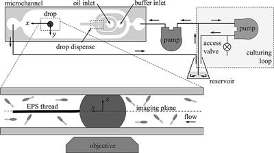 Hydrodynamics of a Rising Oil Droplet With Bacterial Extracellular Polymeric Substance (EPS) Streamers Using a Microfluidic Microcosm